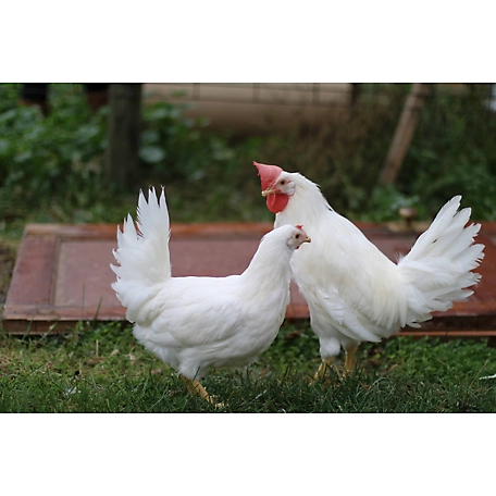 Hoovers hatchery live white leghorn chickens ct at tractor supply co