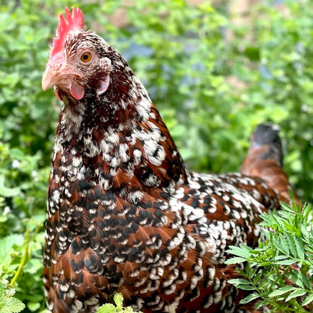 Baby chicks speckled sussex