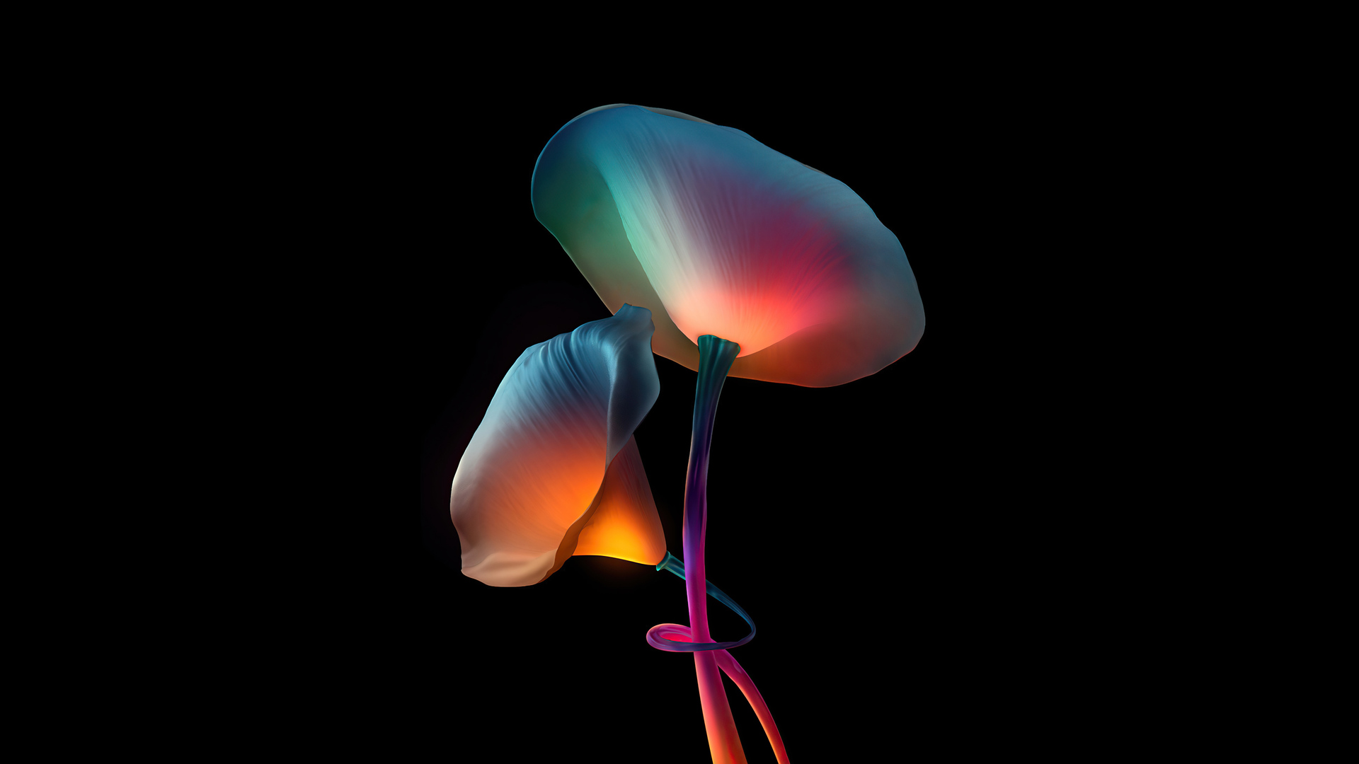 X flowers oled laptop full hd p hd k wallpapers images backgrounds photos and pictures