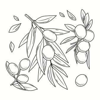 Olives coloring pages images