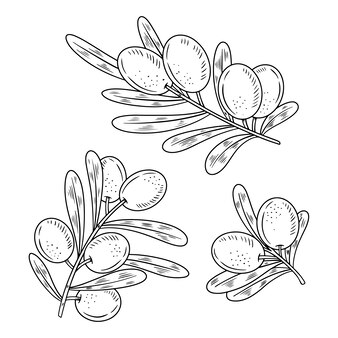 Olives coloring pages images