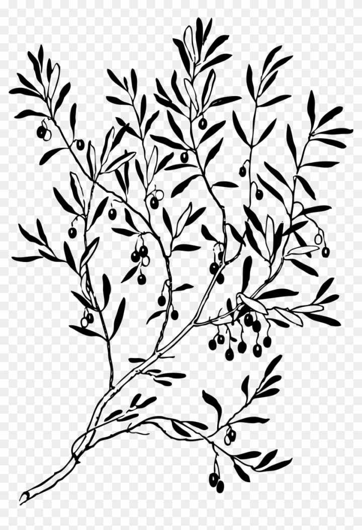 Free olive branch black white line art coloring book clipart