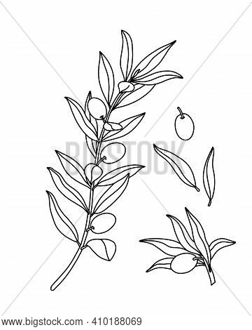 Outline olive tree vector photo free trial bigstock