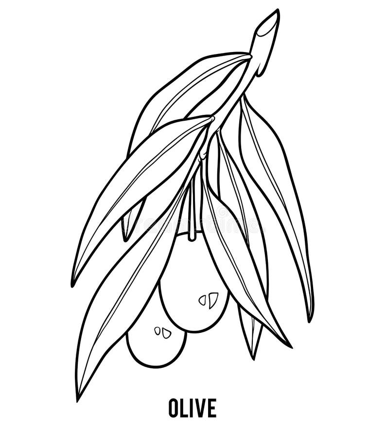 Olive leaf coloring stock illustrations â olive leaf coloring stock illustrations vectors clipart