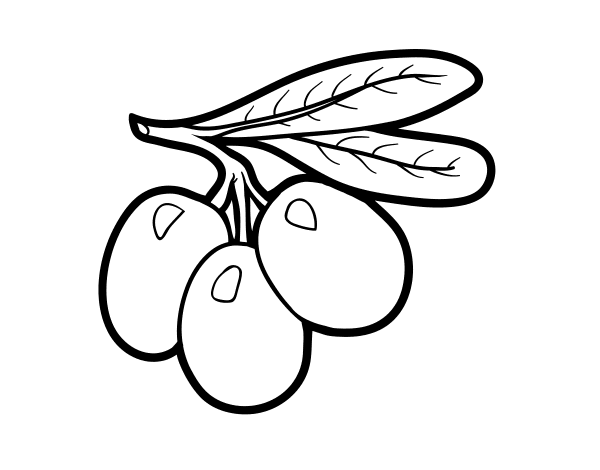 Olive branch coloring page