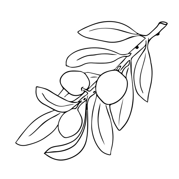 Premium vector olive branch sketch fruits with leaves black outline on white background