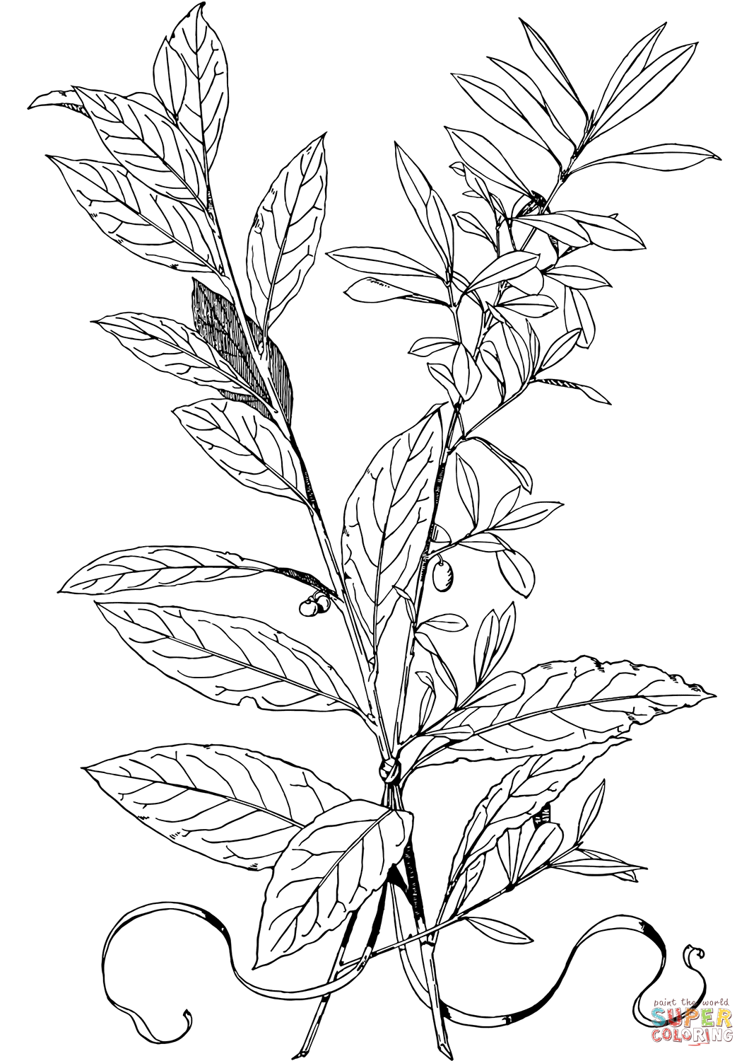 Olive branch coloring page free printable coloring pages