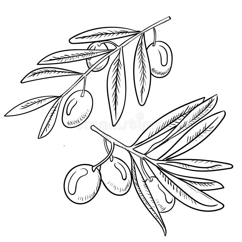 Olive leaf coloring stock illustrations â olive leaf coloring stock illustrations vectors clipart