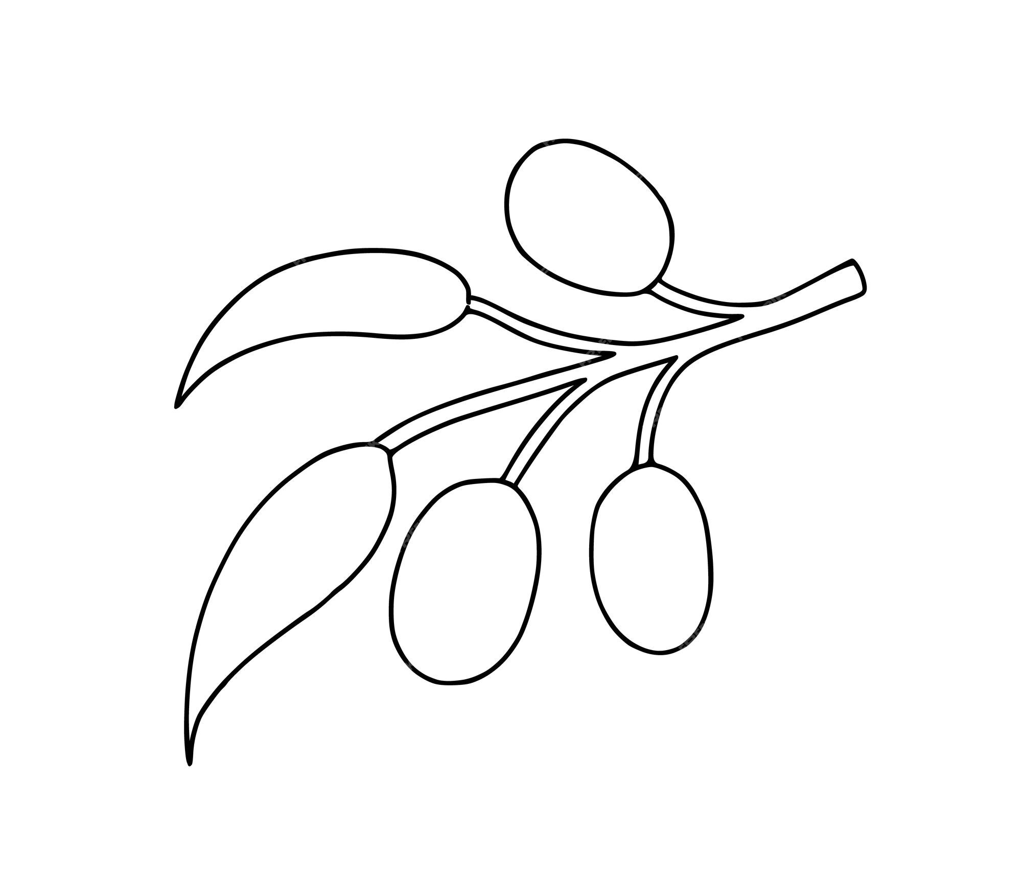 Premium vector olive branch with leaves food nature doodle linear cartoon coloring