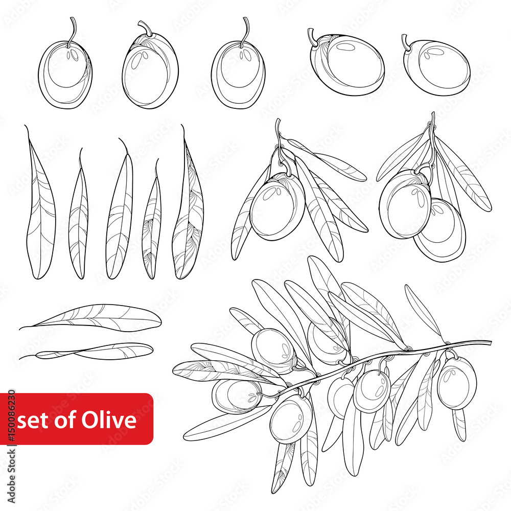 Vector set with outline olive bunch fruit and leaves in black isolated on white background olive branch in contour style for healthcare design food menu natural cosmetic and coloring book vector