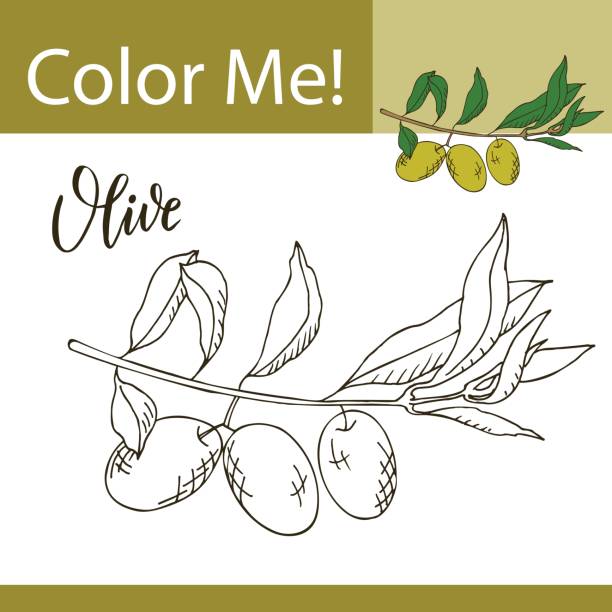 Education coloring page with vegetable hand drawn vector illustration of olive stock illustration