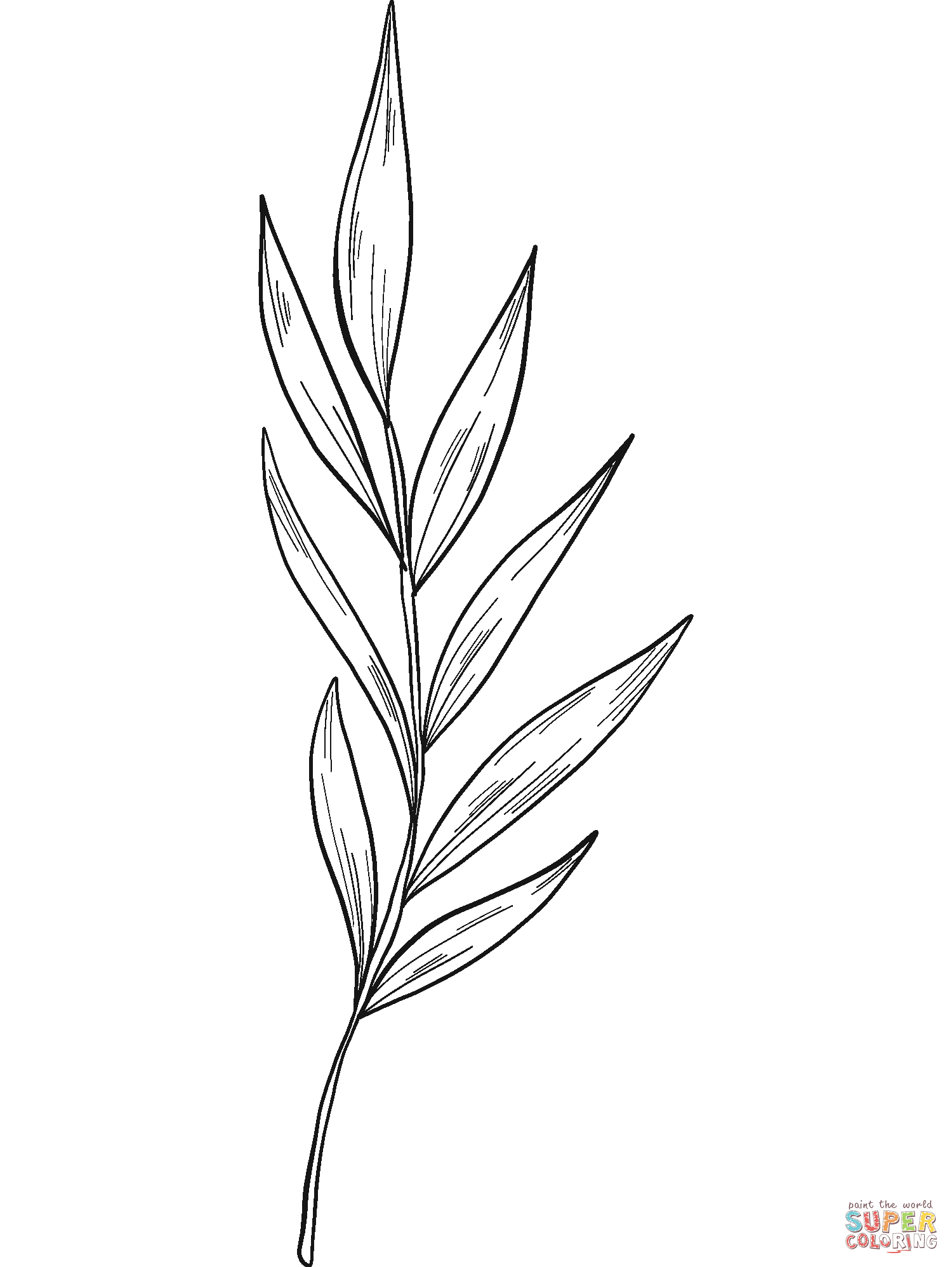 Eucalyptus branch coloring page free printable coloring pages