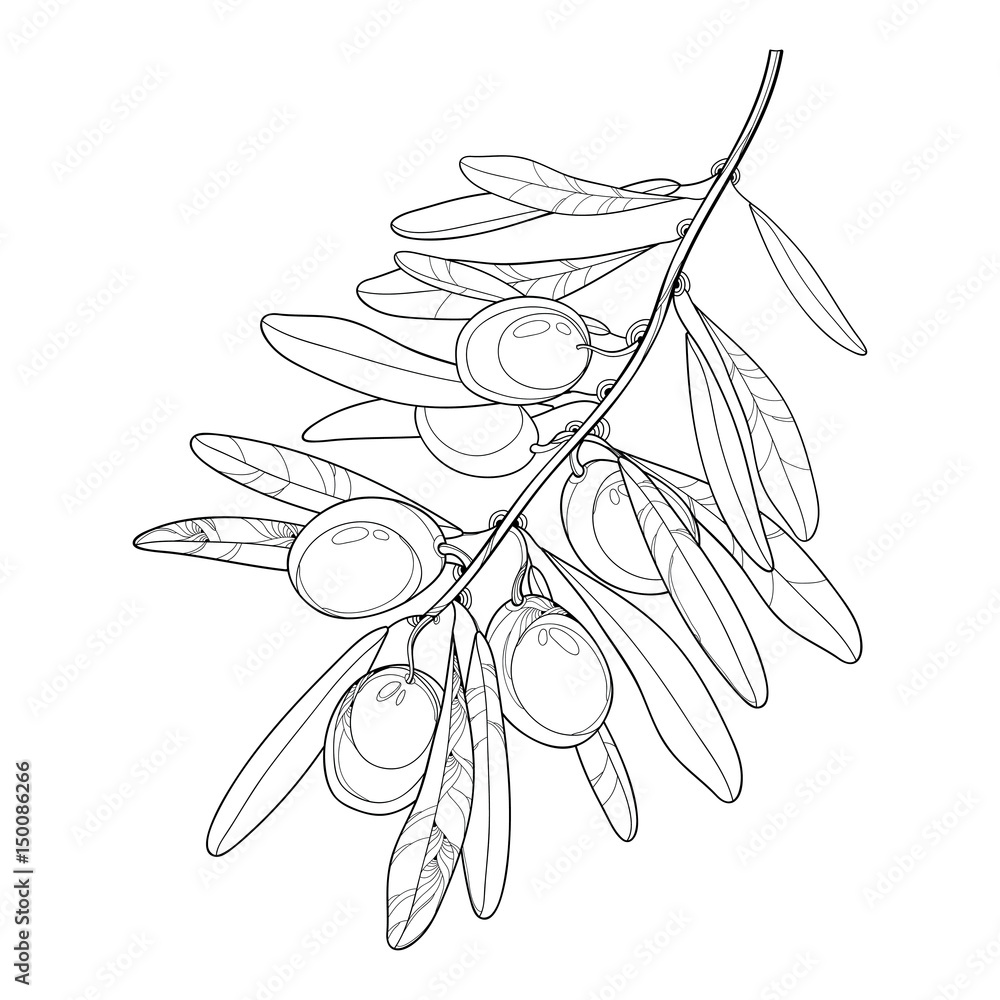 Vector bunch with outline olive fruit and leaves in black isolated on white background olive branch in contour style for healthcare design food menu natural cosmetic and coloring book vector