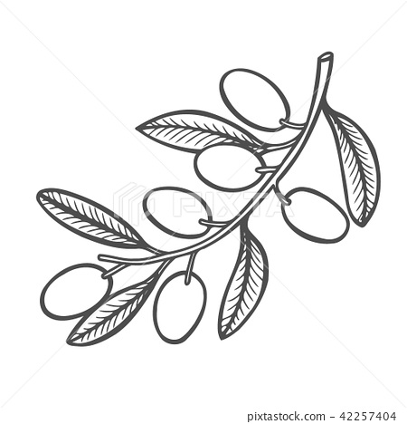 Illustration olive branch