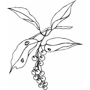 Berries on branch with water drops coloring page