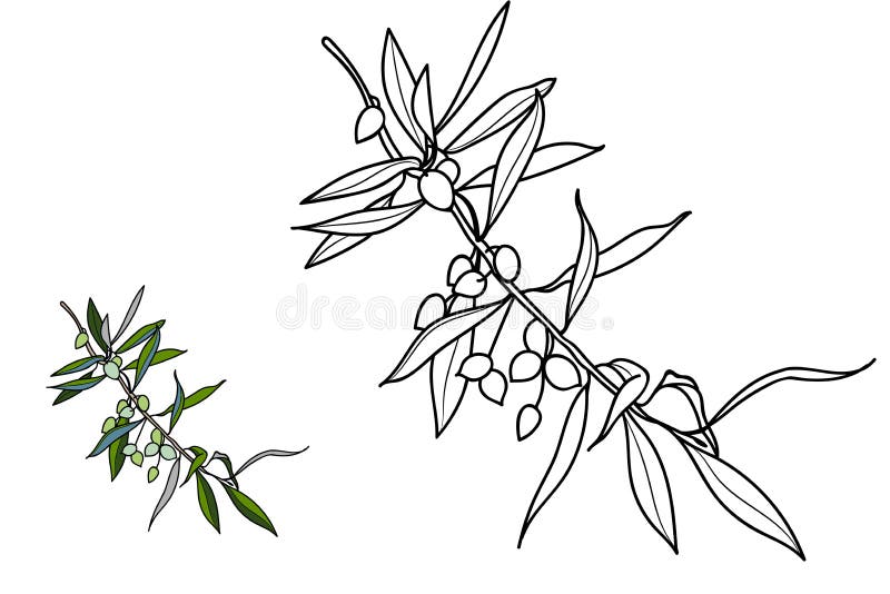 Olive leaf coloring stock illustrations â olive leaf coloring stock illustrations vectors clipart