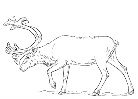 Swedish reindeer coloring page free printable coloring pages