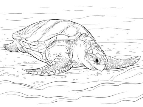 Olive ridley sea turtle coloring page free printable coloring pages