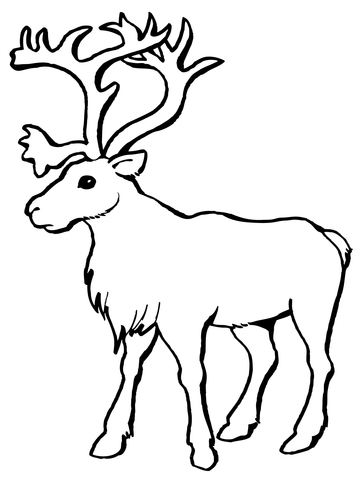 Reindeer caribou coloring page free printable coloring pages