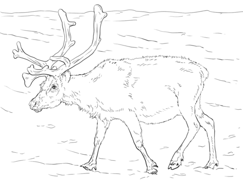 Svalbard reindeer coloring page free printable coloring pages