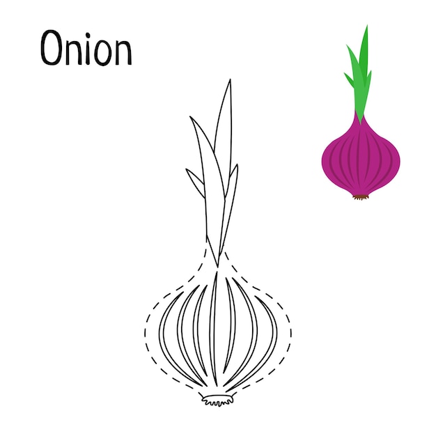 Premium vector vegetables red onion coloring pages for kids