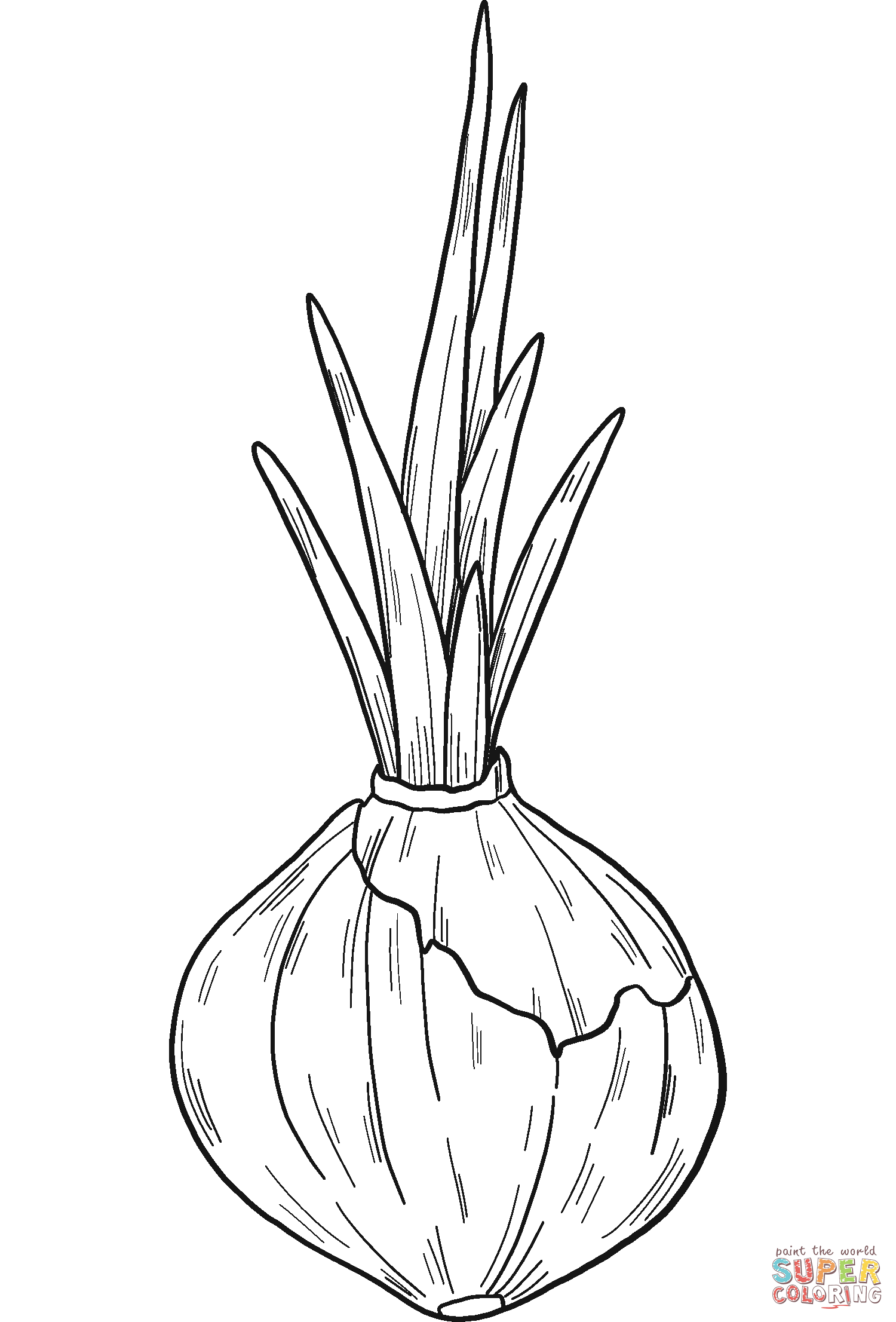 Sprouted onion coloring page free printable coloring pages