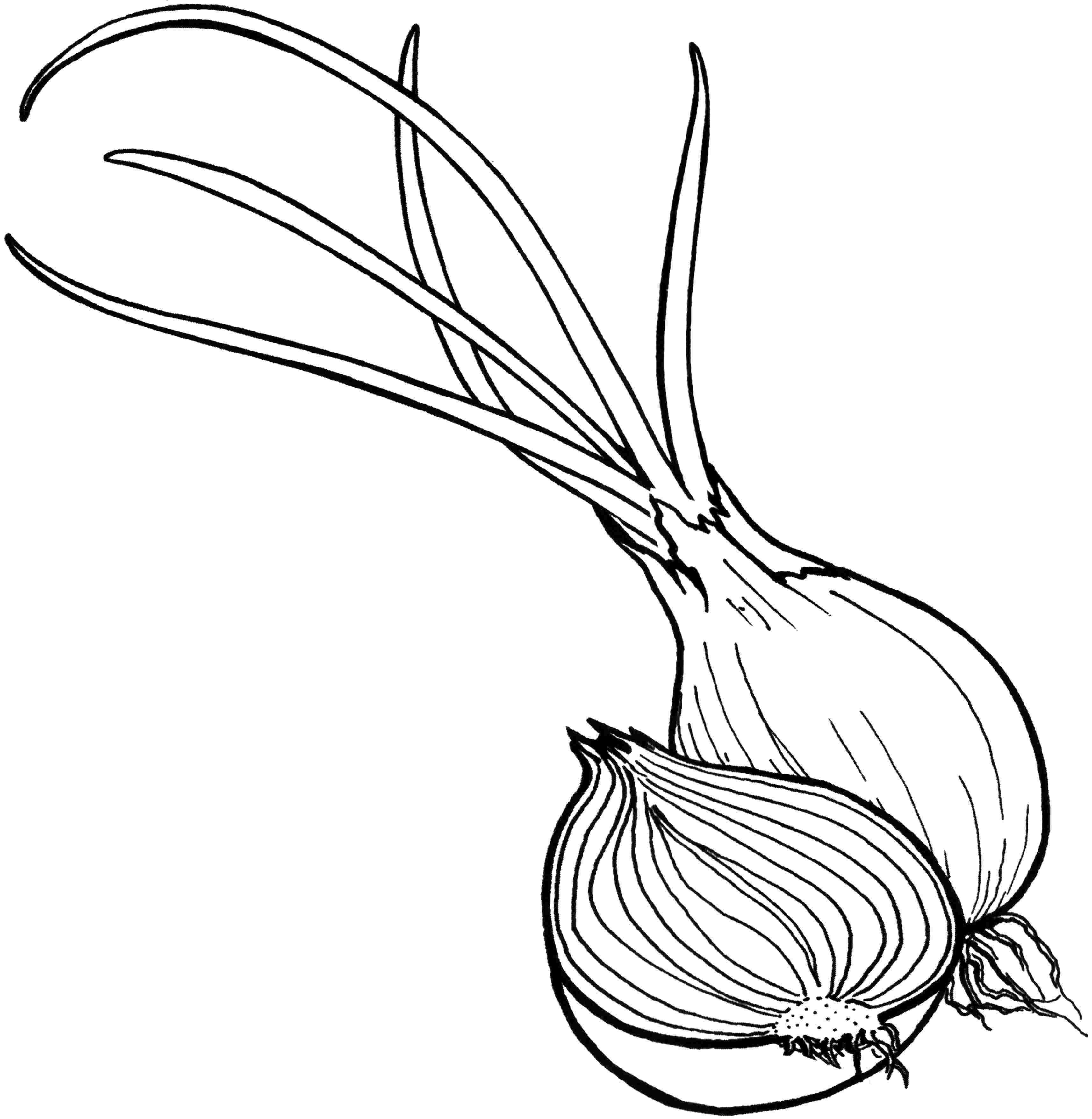 Onion coloring pages