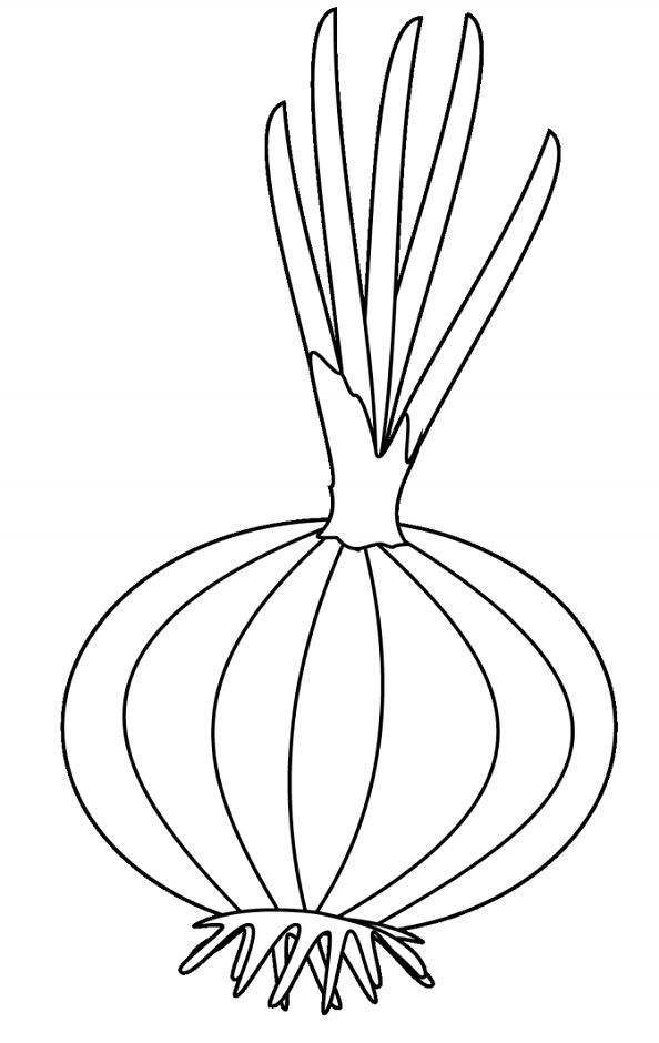 Onion coloring pages