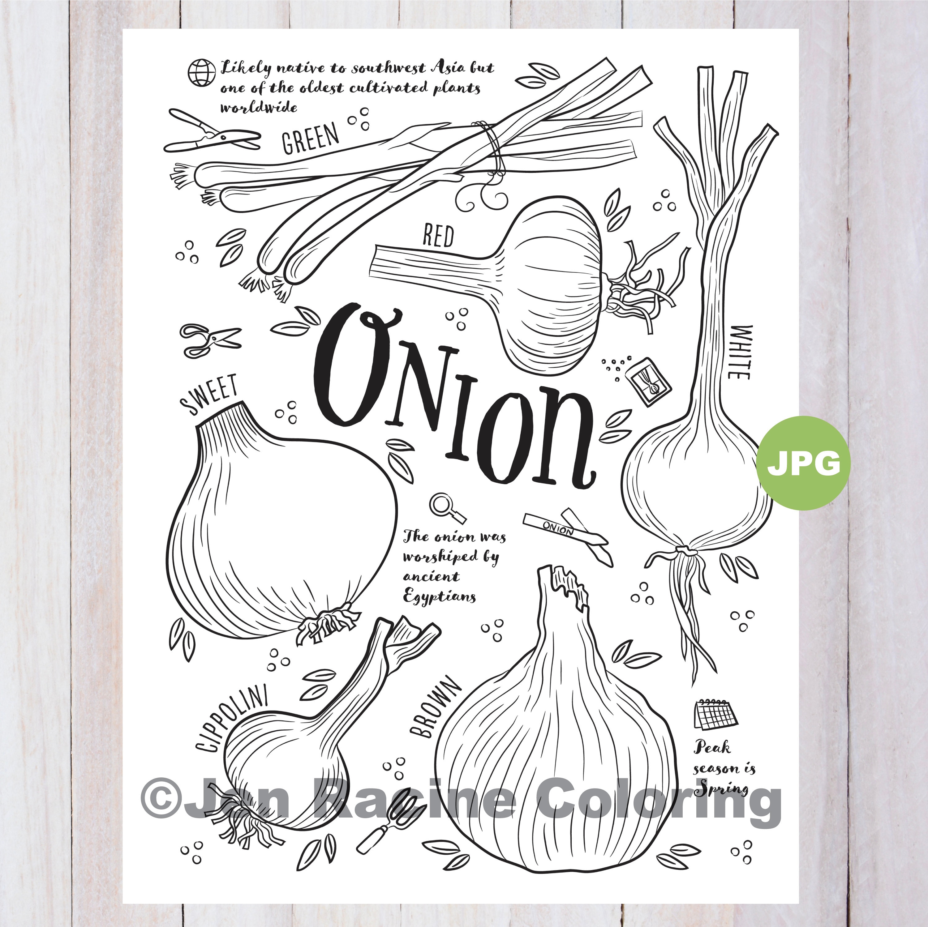Onion coloring page vegetable coloring page garden gardening homegrown vegetable coloring pages