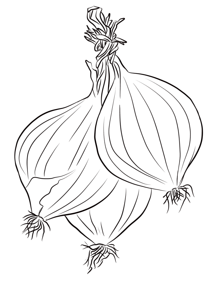 Onion coloring pages