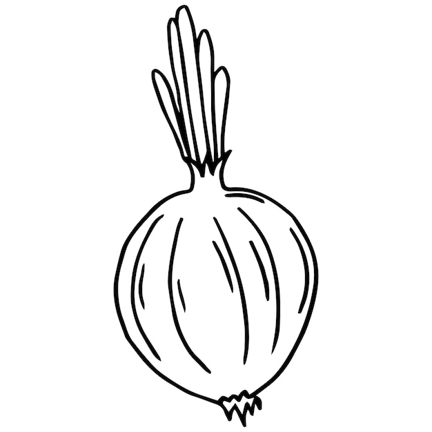 Premium vector simple coloring page onion