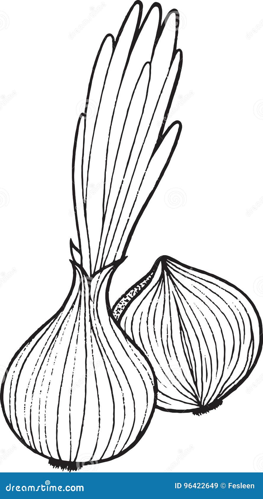 Onion coloring page hand drawn illustration stock vector