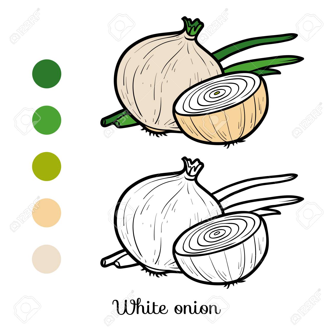 Coloring book for children white onion illustration royalty free svg cliparts vectors and stock illustration image