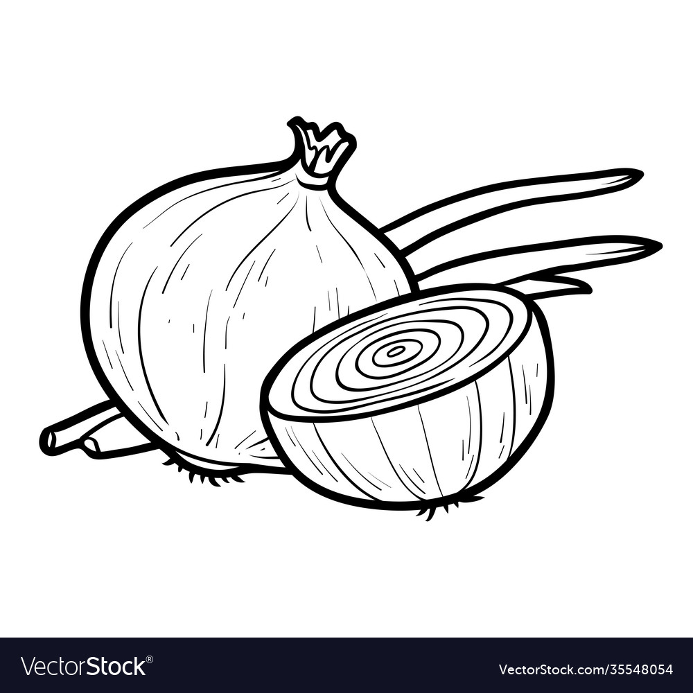 Coloring book white onion royalty free vector image