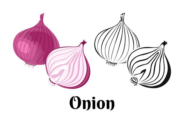 Vector onion vegetable whole red onion and slice isolated on a white background color illustration and black and white outline food image in cartoon simple flat style stock illustration