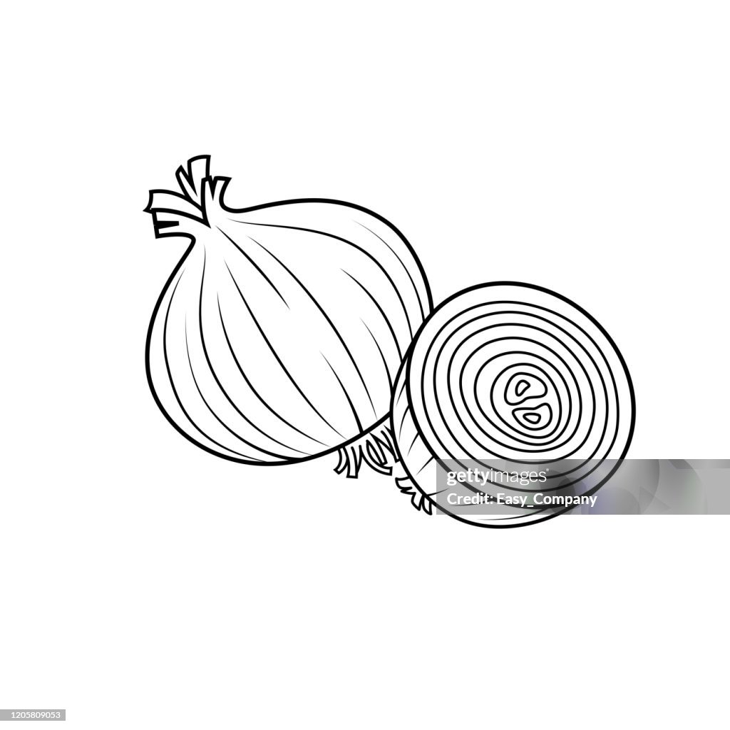 Vector illustration of onion isolated on white background for kids coloring book high