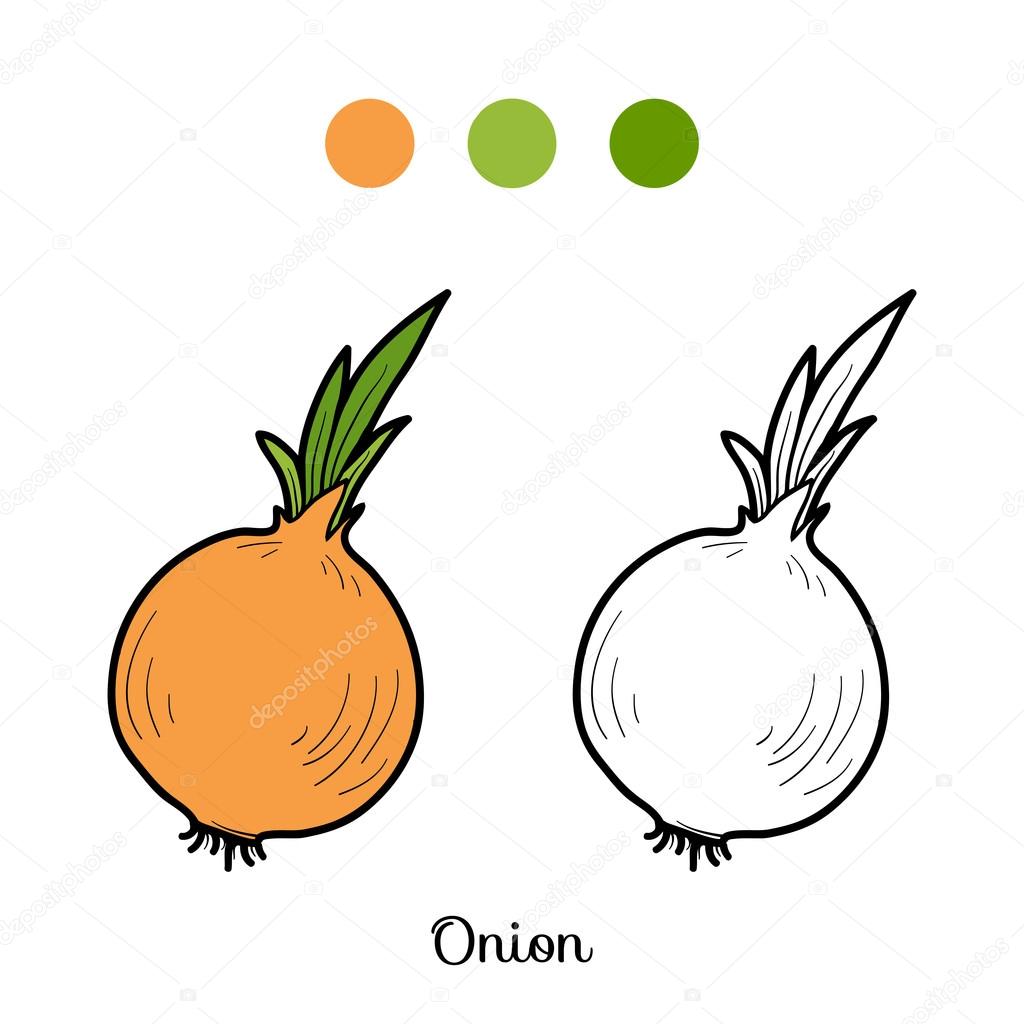 Coloring book fruits and vegetables onion stock vector by ksenyasavva