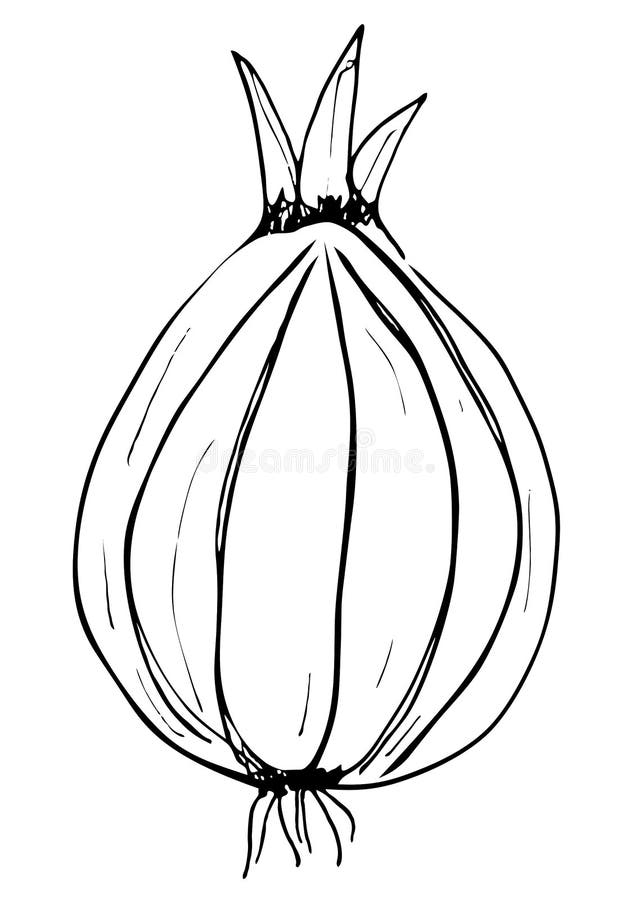 Outline onion illustration on a white background traced hand