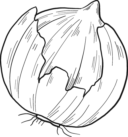 Onion coloring page free printable coloring pages