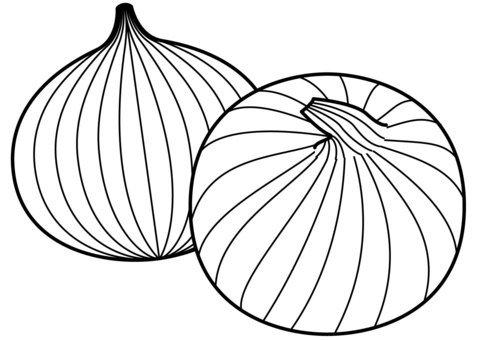 Onion vectors clipart illustrations for free download page