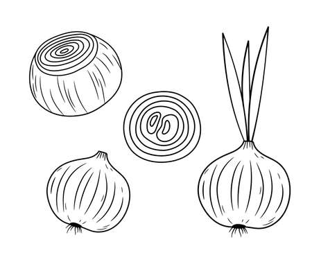 Vegetable onion bulb and ring fresh peeled onion icon isolated on white background vector outline illustration royalty free svg cliparts vectors and stock illustration image