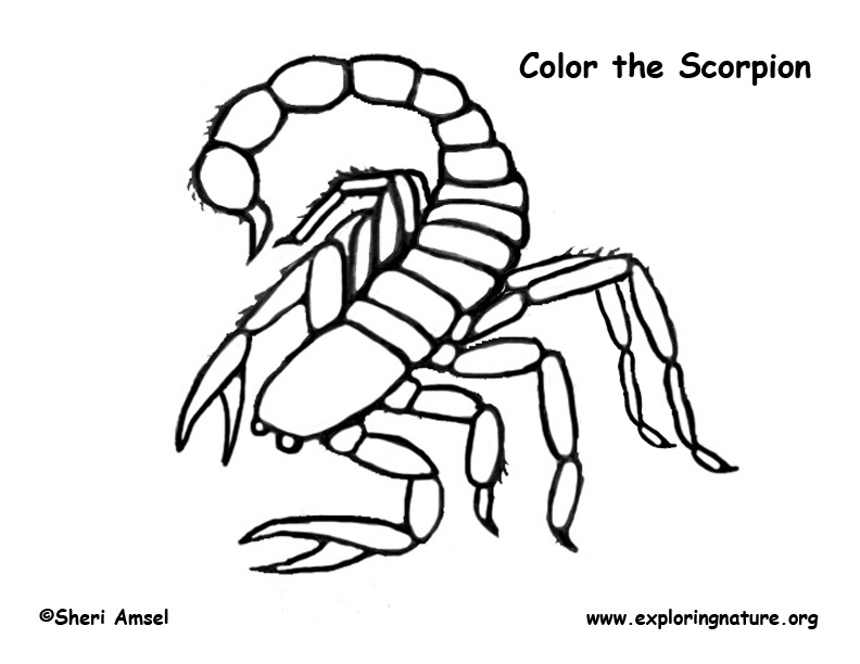 Scorpion coloring page