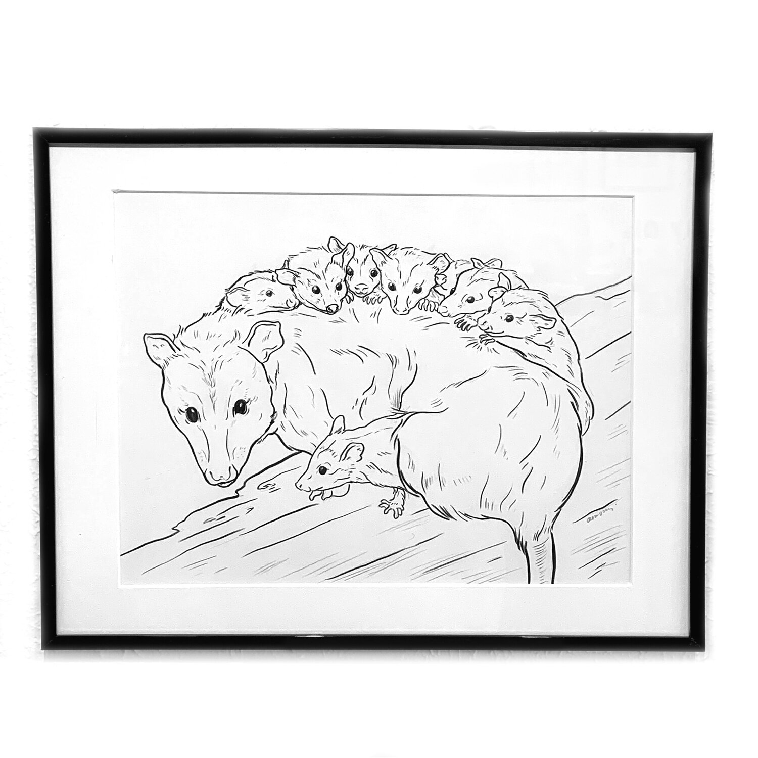 Matted opossum drawing â amanda surveski wildlife art