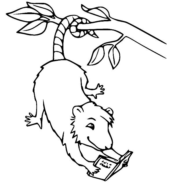 Possum coloring pages printable for free download