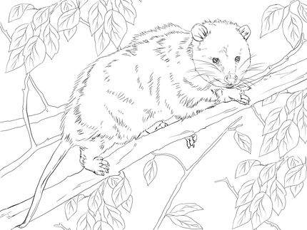 Virginia opossum on a tree coloring page supercoloring animal coloring pages coloring book art tree coloring page