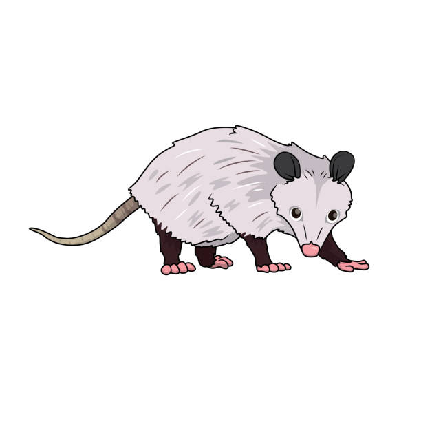 Color vector illustration of childrens activity coloring book pages with pictures of animal opossum stock illustration