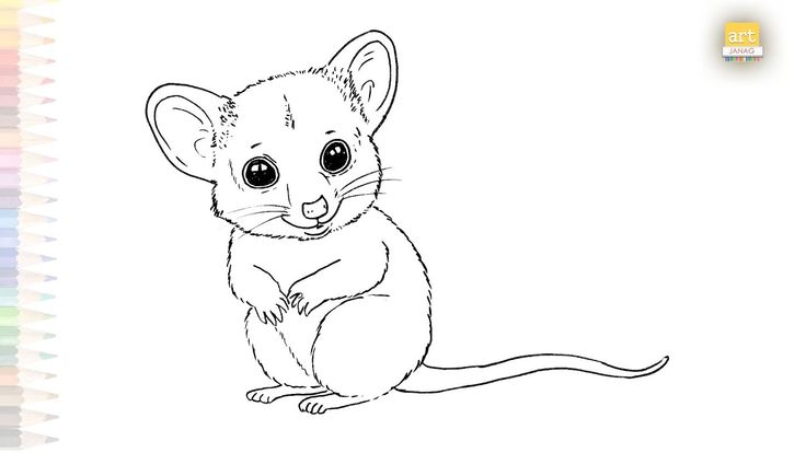 Possum animal drawing opossum drawings how to draw possum step by step animal sketches animal drawings animal sketches drawings