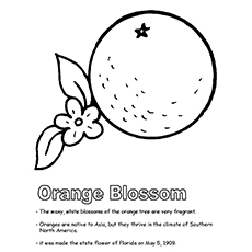 Best orange coloring pages for toddlers