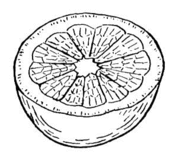 Oranges coloring pages free coloring pages