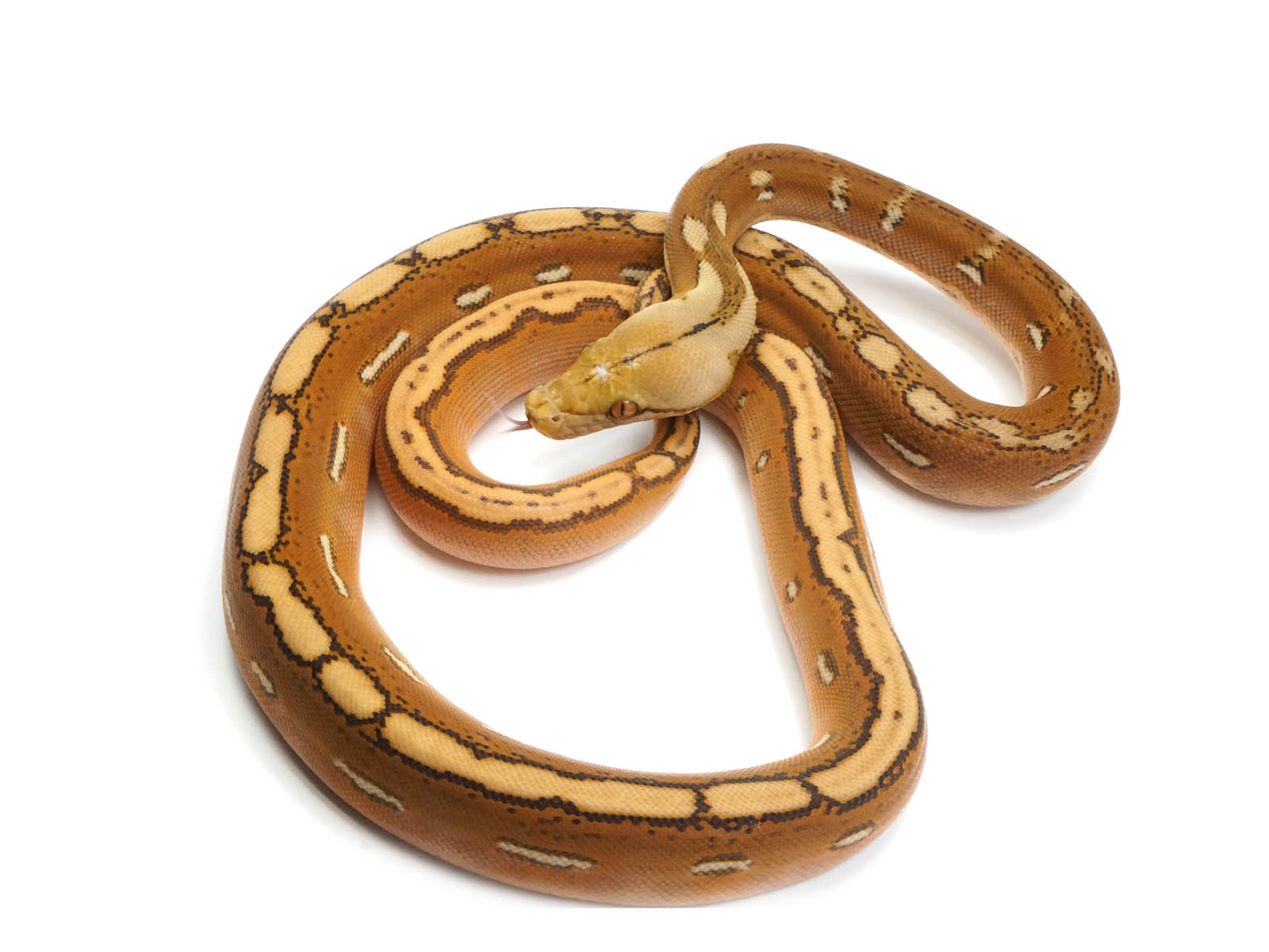 Sale female orange ghost stripe from calico reticulated python â new england reptile